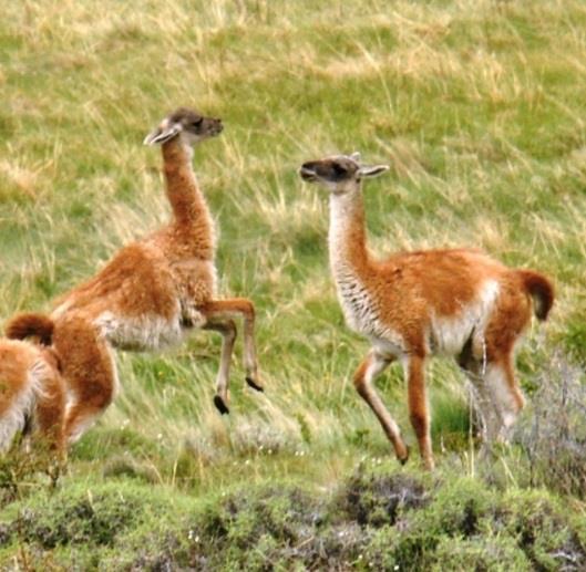 Animal life consists of Guanacos,