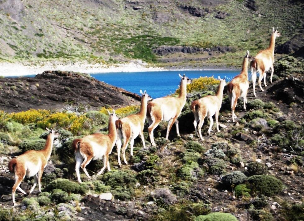 Guanacos coming over a rise and