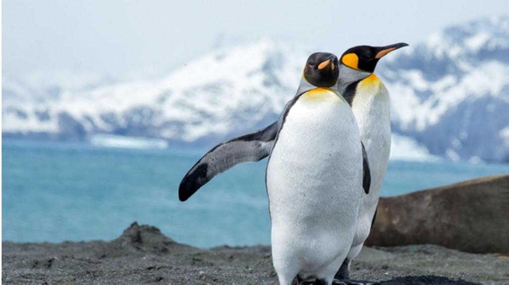 explore the town, grab a pint at the local pub, or visit numerous churches and museums. In terms of wildlife, the archipelago is home to Magellanic, gentoo and rockhopper penguins.