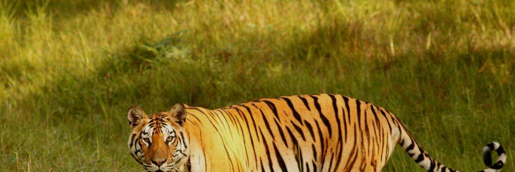 Comparative Densities of Tigers (Panthera