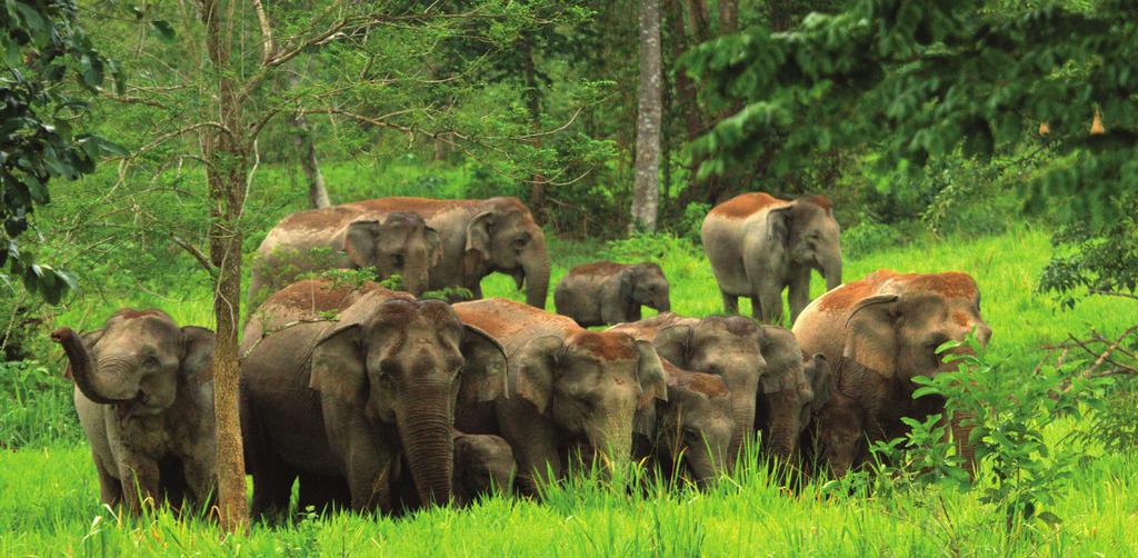 THERE ARE FEWER THAN 1,600 WILD ELEPHANTS IN THE DAWNA TENASSERIM LANDSCAPE OF THAILAND AND MYANMAR Wild elephants at Kuiburi National Park Conducting informed interventions for conservation and