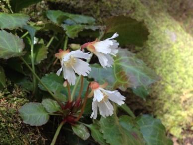 In search of the Oconee Bells, Shortia Galacifolia Devils Fork State Park on Lake Jocassee - We will meet Saturday March 14, 2015 at the Marina s upper parking lot at 10:30. Restrooms are available.