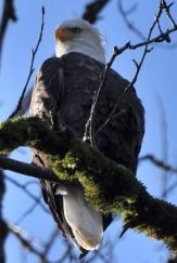 Where the Wild Things Are It might seem counterintuitive, but one of the best times of year for wildlife viewing in Snohomish County is during winter it s an especially good time to see majestic bald