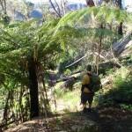 This walk explores a fantastic section of the Grose Valley.