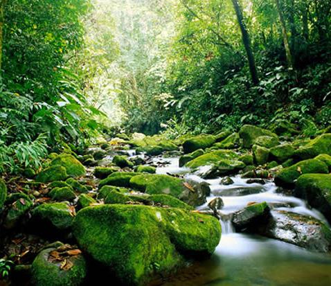 Near Carara National Park, the river is located in a transitional area dividing two life zones: the tropical dry and tropical humid forests.