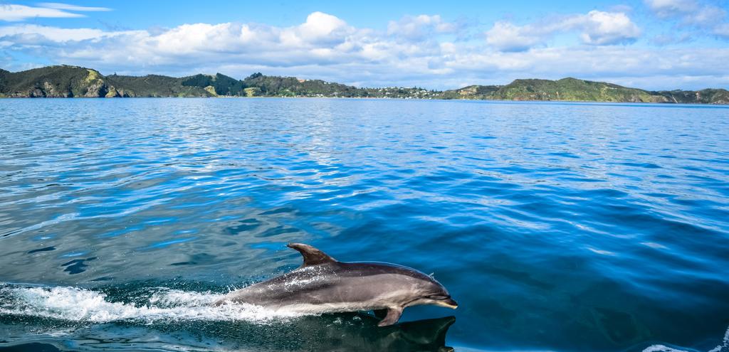 14 DAY CRUISE PACKAGE NZ SHOWCASE $ 2499 PER PERSON TWIN SHARE WELLINGTON DUNEDIN AUCKLAND MILFORD SOUND BAY OF ISLANDS THE OFFER Satisfy your sense of adventure with this amazing 14 day cruise