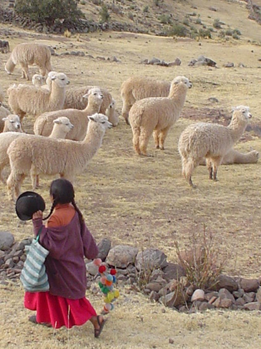 Fibre is produced by extremely low-income Andean communities Generation of added value has historically not promoted by national governments Although goods made from vicuña fibre are sold at