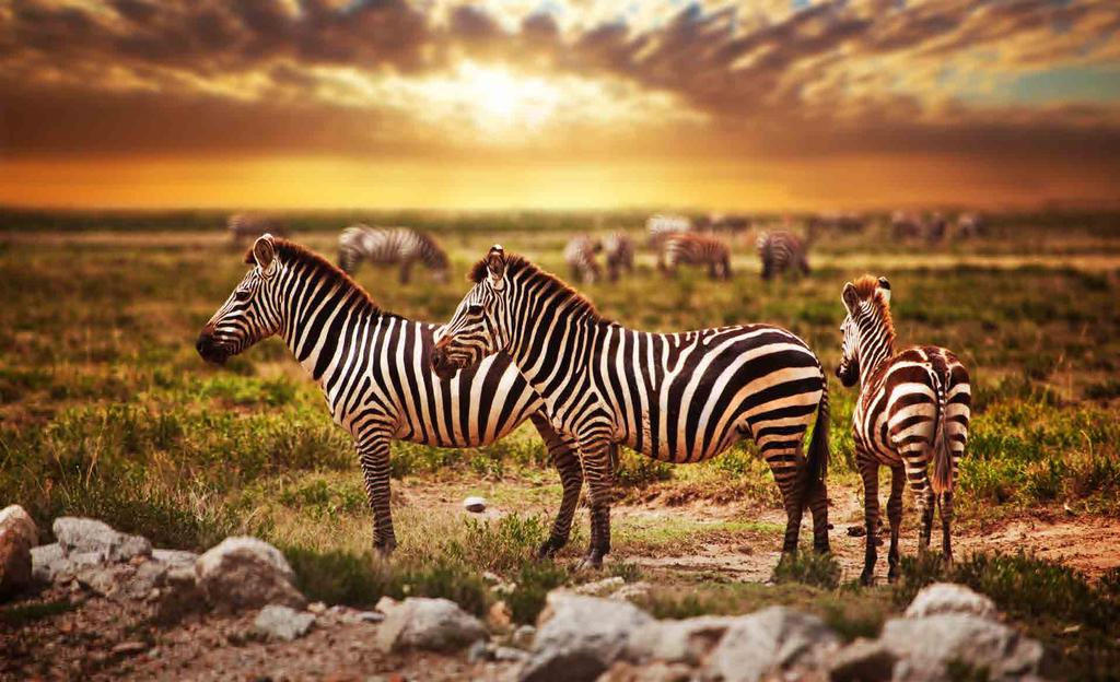 Serengeti The grasslands of the Serengeti provide the perfect arena for the healthy stock of resident wildlife that inhabits the