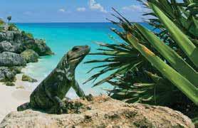 Beach, considered one of the Caribbean s best. Fascinating marine life can be found in its clear, turquoise waters and the rare green sea turtle is bred and raised on its palm-fringed shores.