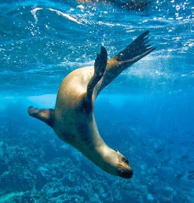 GALÁPAGOS 10 DAY / 9 NIGHTS EXPEDITION COST PER PERSON / DOUBLE OCCUPANCY CABIN CATEGORY: 01 02 03 04 05 $ 6,290 $ 6,990 $ 7,650 $ 8,290 $ 10,280 COST PER PERSON SINGLE OCCUPANCY 1S 2S $ 7,860 $