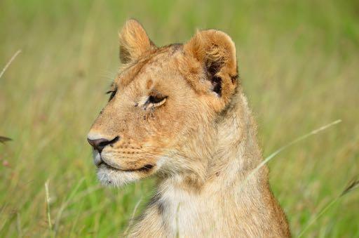 LADIES ONLY SAFARI TO TANZANIA 8NIGHTS/9 DAYS 16 th SEPTEMBER 2018 SMALL GROUP (MAXIMUM 6 LADIES PER DEPARTURE) 4 X 4 WITH GUARANTEED WINDOW SEAT ITINERARY Day 01 Sunday 16 th September 2018 Arusha