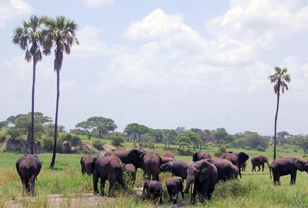 The park takes its name from the Tarangire River, which runs through the park and provides yearround water for wildlife.