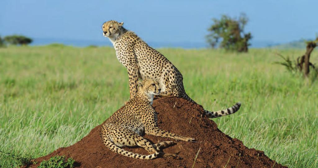 DAY 7 KUBU KUBU TENTED CAMP SERENGETI NATIONAL PARK Full day of wildlife viewing as scheduled with your guide.