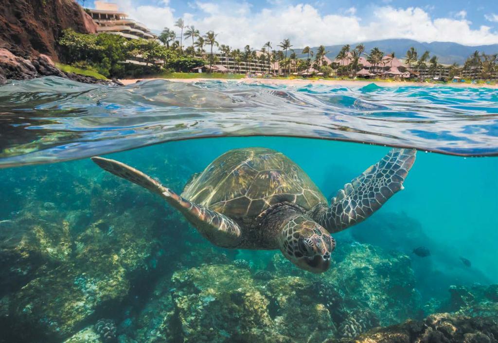 Sheraton Maui Resort & Spa Sheraton Maui Resort & Spa invites travellers to experience adventure, romance and more in Maui.