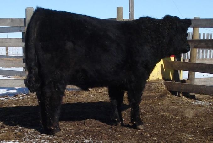 Genuine Genetics Galloway Bull Sale 2015 Consignors Bidding on Line Mar. 4 to 9, Close Out 7:00 PM Mar. 9 Galloway Bulls Sale All Internet Sale March 4 to 9, 2015 LiveAuctions.