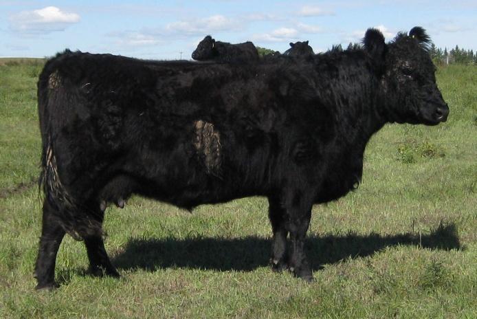 in/100# 3 generations low birth weights Sire 24Y 78 lbs, dam 37T 76 lbs, dam 33M 70 lbs 15A related to Wonderment 11W top and bottom 11W admired in many Show Steer Breeders 15A pick of the bulls to