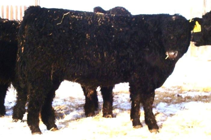 Dam 4C Mammy 4W is off For C Mammy 27F For C Mammy 27F - 19 years of age in April 2015 Big Deal Galloway s Sale Entry Lot 6: Lot