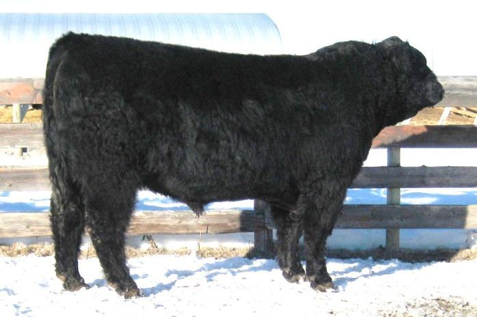 Galloway s Sale Entry Lot 8: Lot 6: Big Deal Aray-Xray 26A (blk) Heifer bull low birth weight, large rib eye Lot 7: Big Deal Alp