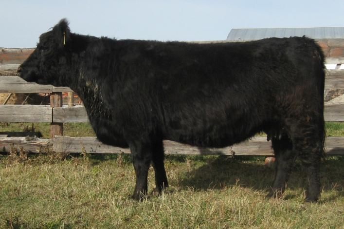 35N our ton cow Sire: Big Deal Xray of Hope 4X (blk) - yrlg Sire: Dun Gal Yodeller (blk) 2 years old 16Y stood out in our pen of