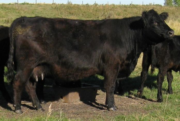 32 At Cattleland Bull Test 2006/07 Big Deal Galloway s Sale Entry Lot 10: Lot 10: Big Deal Aray-Xray 37A (blk) 37A offers low birth wt & large rib eye Lot 11: NAME: Big Deal Aray-Xray 39A (blk)