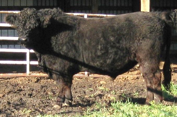 BW- 79 lbs SC 41 cm Consignor: Earl Jackson, Stonewall Galloways 9Z good heifer bull, Sire Rancher 5W by Ralph 12R & Pauline 29L, Dam Pauline 28W maternal sister to