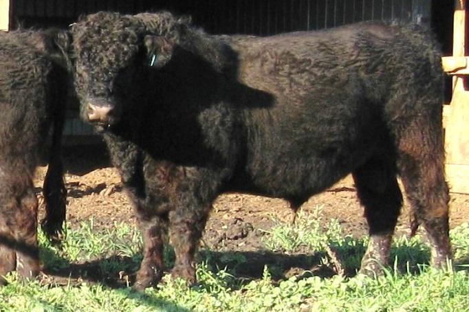 22, 2012 SIRE: Dun Gal Ralph 12R (blk) DAM: Stonewall Peggy 4R (blk) BW- na SC 45 cm Consignor: Earl Jackson, Stonewall Galloways 13Z maternal brother to Stonewall s