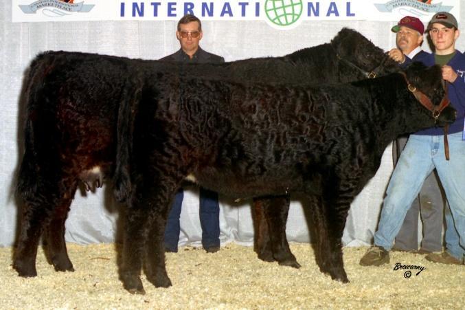 package of 5 doses Big Deal Pair 8J (blk) at 2 years Herd Sire for Daines Maines Innisfail, AB Dam: Big Deal FAC Narretta & Harrietta