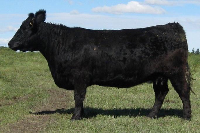 sired 15A above We used Yardstick 24Y on our heifers in 2012 3 generations low birth weights Sire 24Y 78 lbs, dam 37T 76 lbs, dam 33M