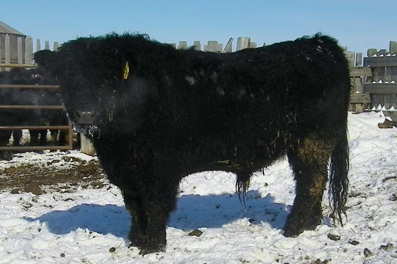 He stood out in our pen of weaned calves in 2011, as a spring yearling & long yearling in 2012.
