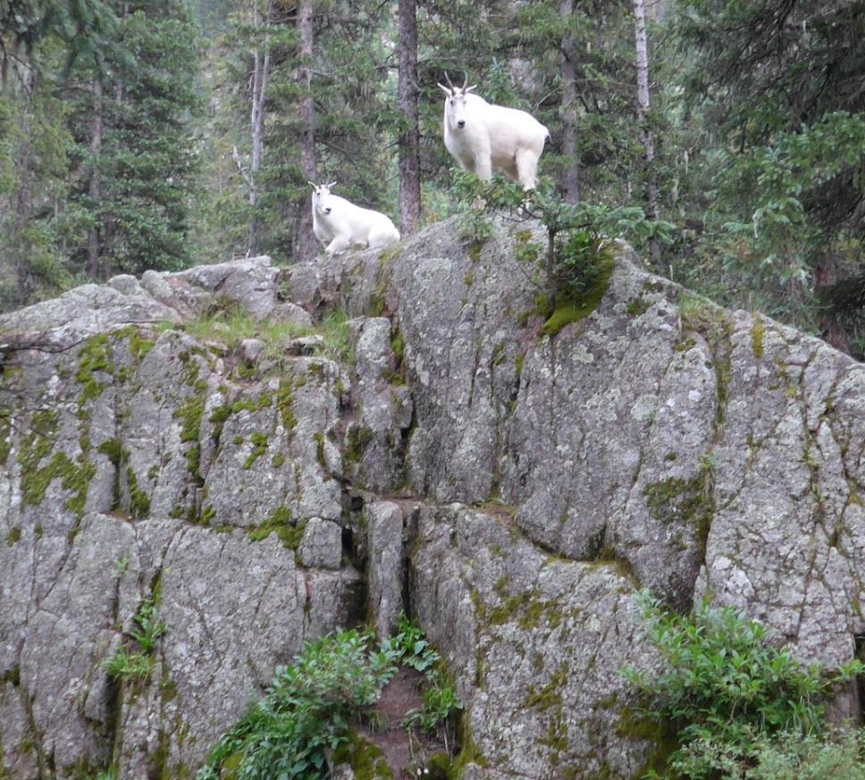 The wild goats native to the Basin watched carefully they know that some campers carelessly leave their food around.