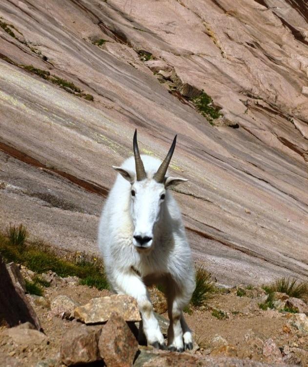 Now this goat had no problems with the slabs or any of the rocky features.