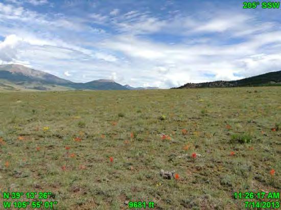 Reinecker Ridge (9) - SSW Wildflowers among brush and
