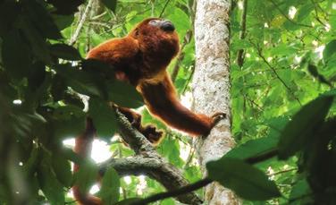 UNPARALLELED BIODIVERSITY is key in the Amazon jungle, the largest track of tropical rainforest in the Americas and.