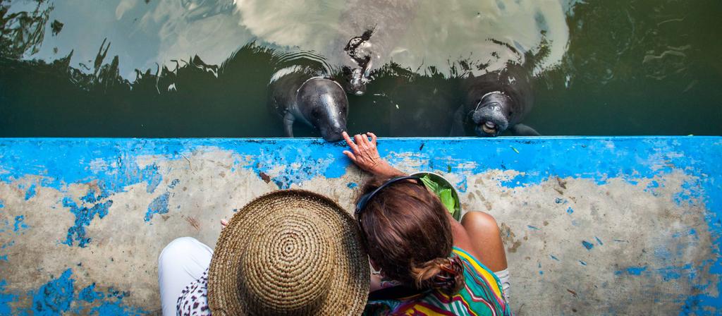 have the chance to meet baby manatees and learn about these wonderful and docile creatures and why they are on the endangered species list.
