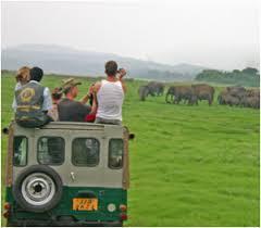 The Elephant, undoubtedly the best known attraction at Yala is seen in small & large herds.