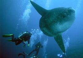 Mola is the heaviest bony