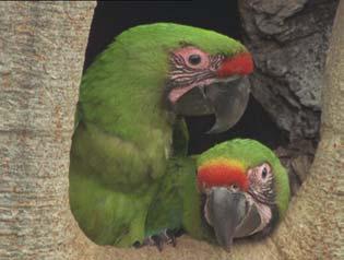 RESEARCH The Great Green Macaw as a flagship species to drive an innovative conservation plan for
