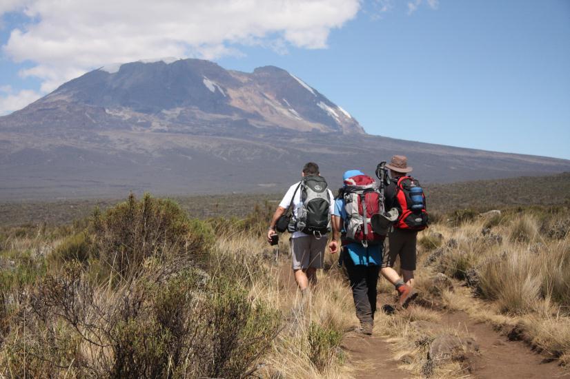 the narrow track. The flora and fauna are richer here for the simply reason we are on one of the least trodden routes, compared to the "standard" lines of ascent such as Machame and Marangu Routes.