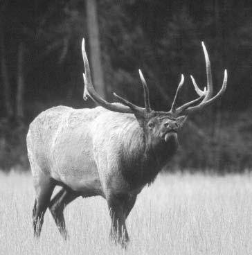 Management of this herd, including elk within the park and parkway, involves an authorized reduction program in the form of an annual hunt on park lands. The recommended population is 11,000 elk.