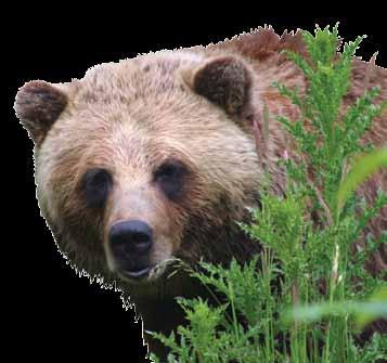 5 km), partly demanding trail On the trail of the brown bear for the moderately active, duration 6 to 7 hours (15 km), partly demanding trail discover the heart of the vast Dinaric forests home to