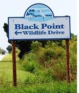 A drive through the 7 mile Black Point Drive, put us up close and personal with the refuge and