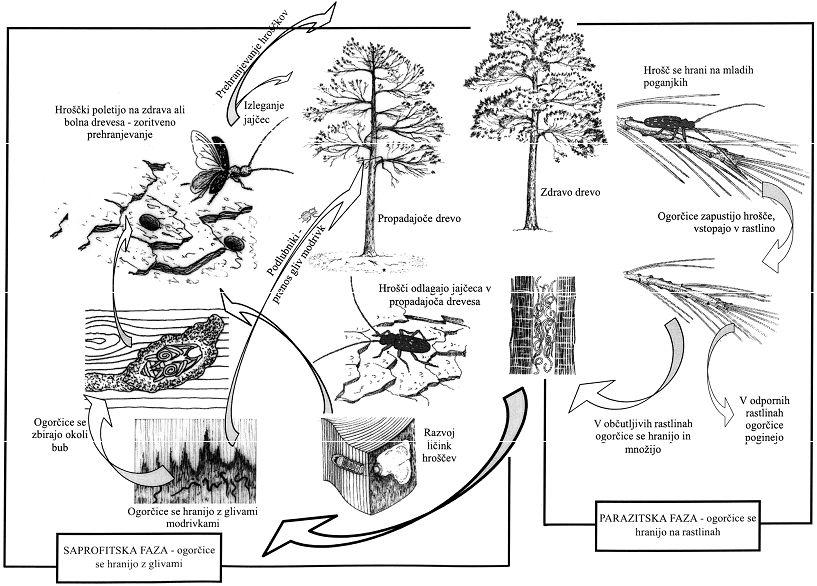 13 Življenjski krog vrste B. xylophilus lahko poteka saprofitsko (mikofagno) in fitoparazitsko (Slika 5).