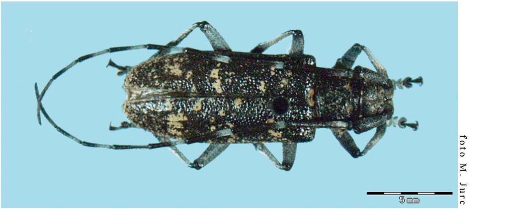 28 Slika 13: Monochamus sutor čevljarski žagovinar, samica (Jurc, 2008). 1.10.