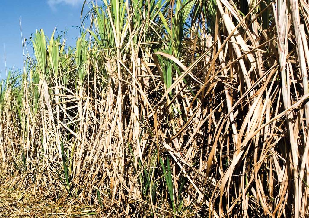 BURDEKIN Just 90 kilometres south of Townsville you enter the mango and sugar cane plantations of the Burdekin Shire.