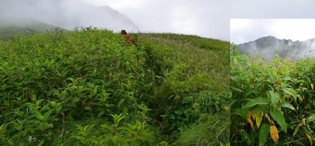 declaration of site as National Park) which was also the first camping site of Nanda Devi Expedition was found to be completely disturbed due to invasive species Persicaria wallichii
