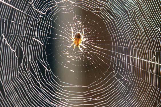 Complex Spider-Webbing of US Laws