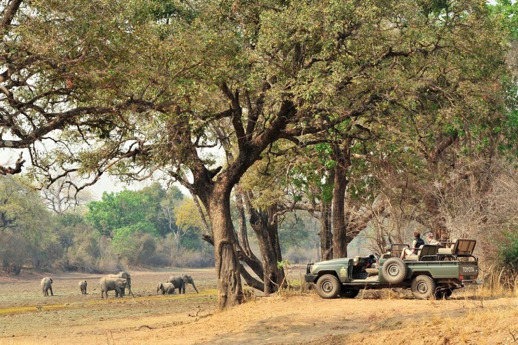 Expert guides will enthral you with their encyclopaedic knowledge of Luangwa s flora and fauna.