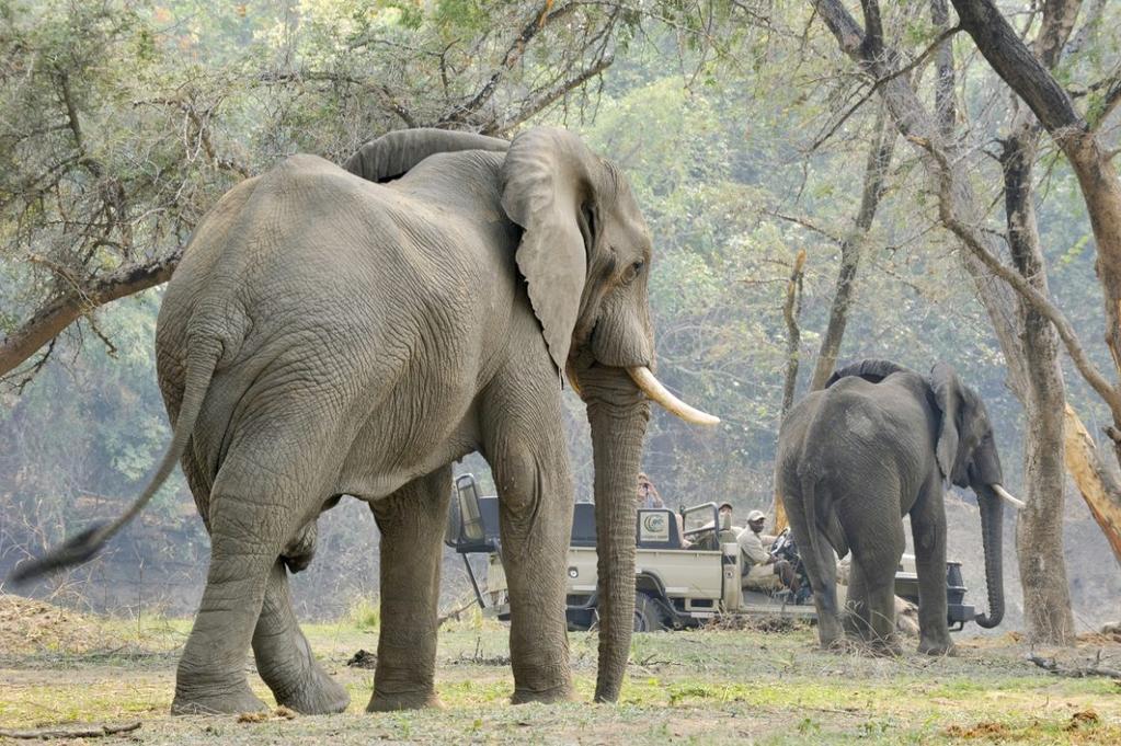 A relatively undeveloped national park and the youngest in the country, the Lower Zambezi lies across the river from Zimbabwe s Mana Pools, and together they form a
