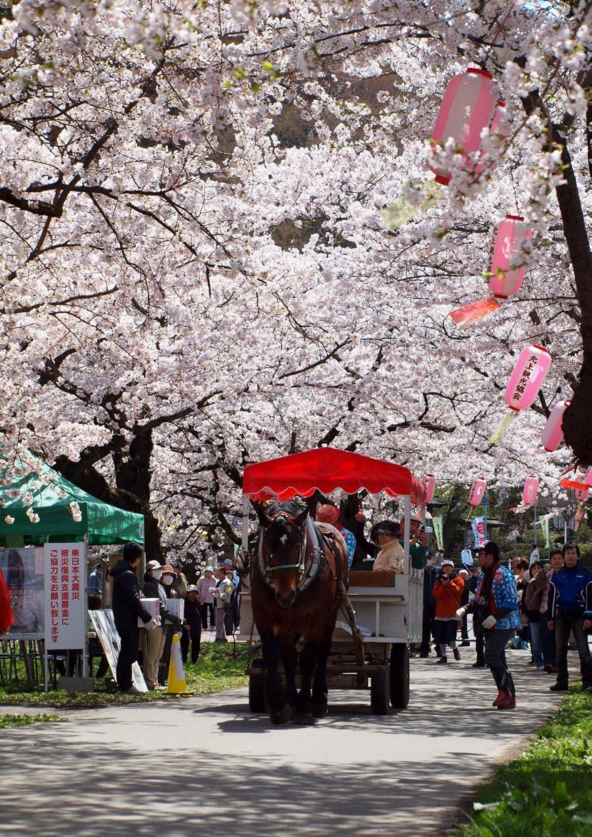 REUTERS/AFLO A horse pulls tourists in a carriage through the tunnel of cherry blossoms at Tenshochi,