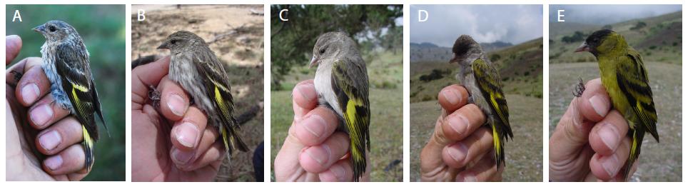 Figure A1. Photographs of the different taxa: Pine s S. p. pinus (A), S. p. macropterus (B), S.